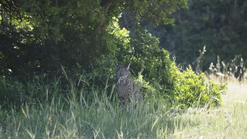 El lince ibérico está en proceso de recuperación gracias al trabajo ejemplar de conservacionismo