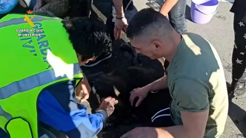 La Guardia Civil investiga a tres personas por abandonar a dos perros en el maletero de un coche en Navarra.