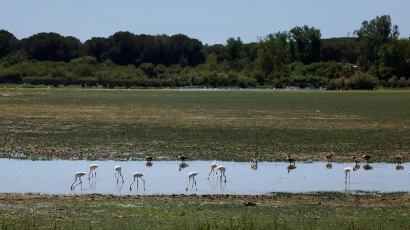 Los animales se muestran en los pantanos del Parque Nacional de Doñana, donde la sequía ha reducido los niveles de agua.