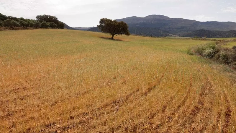 Un campo de trigo, que se descarta para la cosecha debido a la sequía, se ve durante las abrasadoras temperaturas de verano en primavera en Ronda, España.