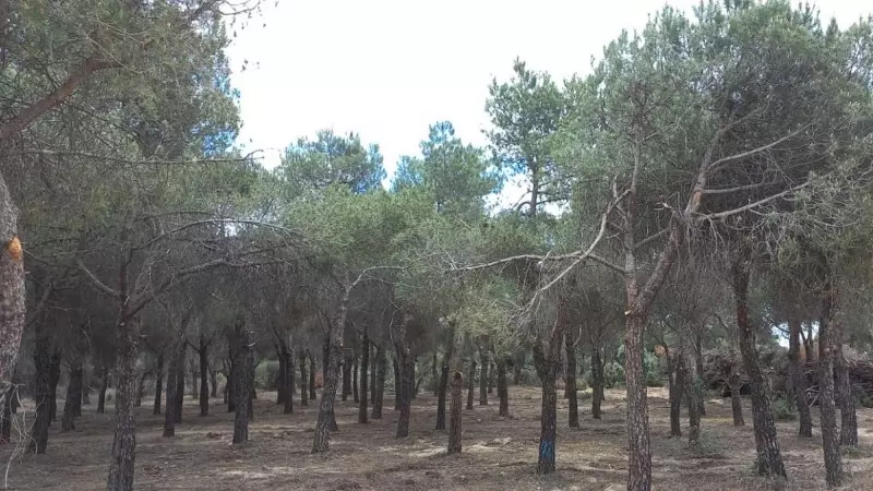 Imagen del bosque de Montegancedo, en Pozuelo (Madrid), donde se proyecta la construcción de una urbanización de lujo.
