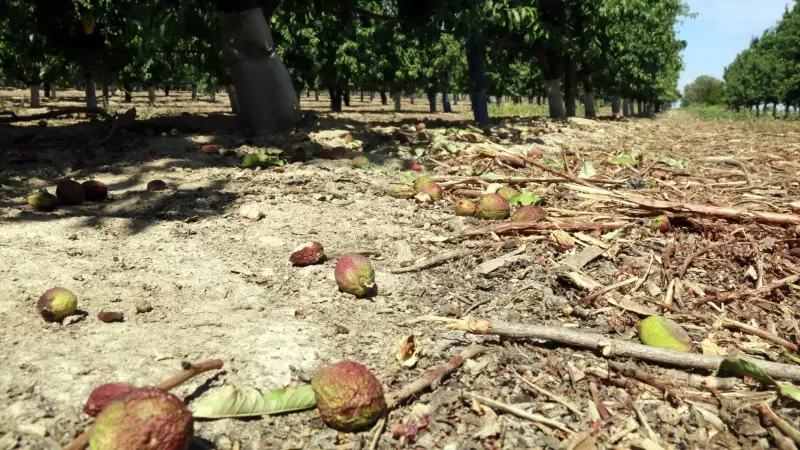 Nectarines que han caigut dels arbres degut a la sequera en una finca de Castelldans