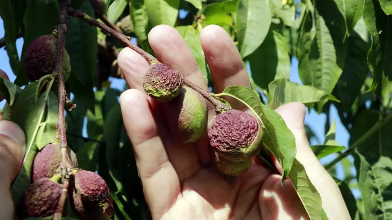 Nectarines amb la pell arrugada per falta d'aigua en una finca de Castelldans