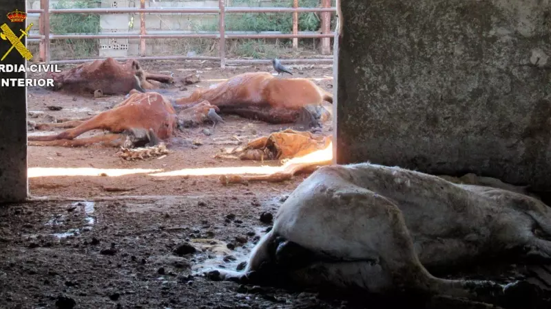 Algunos de los caballos que han sido hallados muertos en una granja de Murcia, 19 de mayo de 2023.