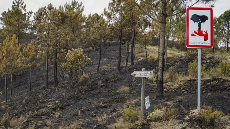 Tierra arrasada tras el incendio en la comarca cacereña de Las Hurdes, en Pinofranqueado, Cáceres, a 22 de mayo de 2023.