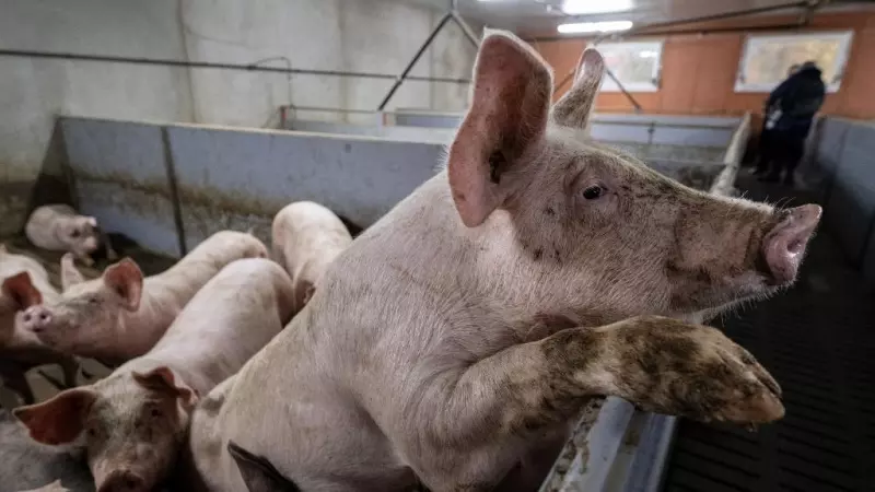 Imagen de varios cerdos en la granja porcina  de De Montburon en Confrancon, centro-este de Francia.