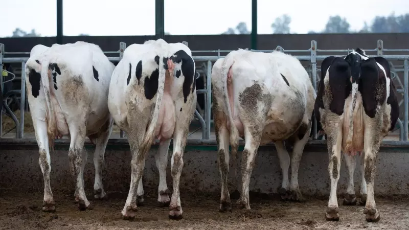 Varias vacas lecheras, de la raza bovina frisona, en una imagen de archivo.