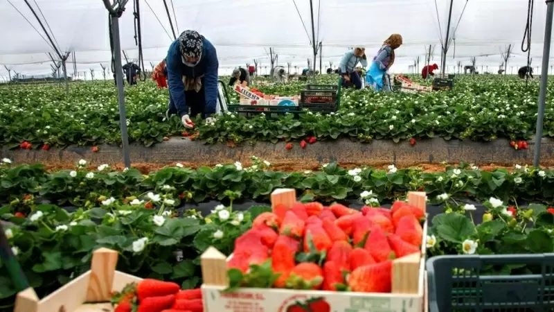 Tenemos que hablar de la fresa: no sólo falta de agua, también derechos laborales