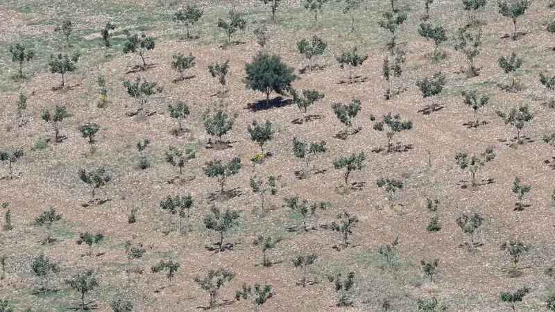 Vista de un campo afectado por la sequía prolongada , en Ronda, sur de España , 11 de mayo de 2023. — Jon Nazca / REUTERS