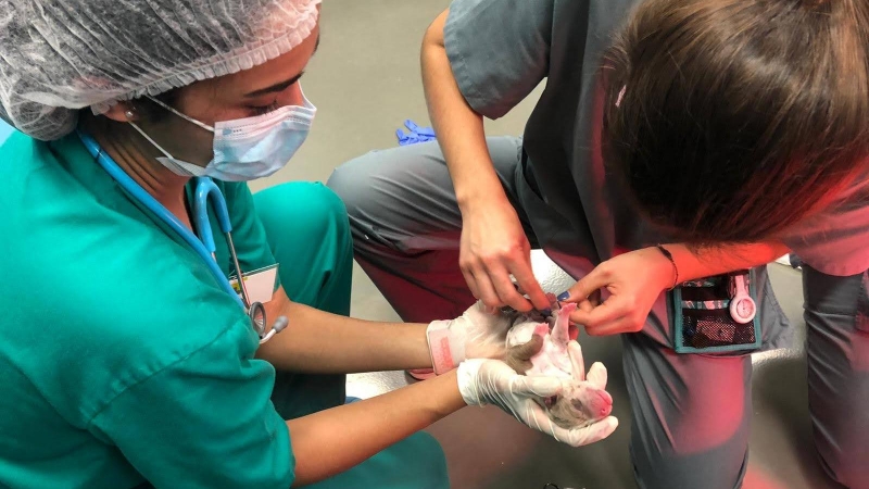 04/07/2023 - Dos veterinarias clínicas atienden a un cachorro recién nacido.