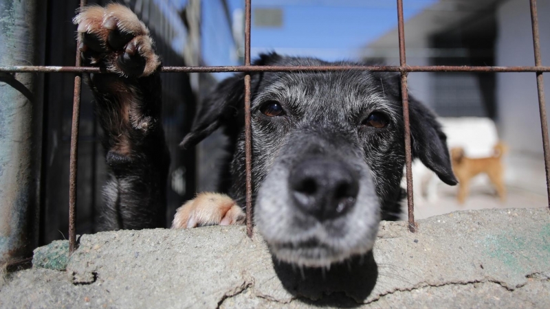 Un perro en una de las jaulas de la Sociedad Protectora de animales de Lugo, a 16 de marzo de 2023, en Lugo, Galicia (España).