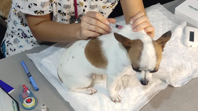 05/07/2023 - Una veterinaria le saca sangre a un perro.