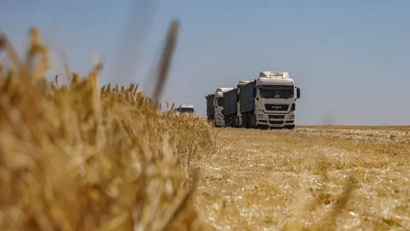 Cereal en un campo durante la cosecha, en medio del ataque de Rusia a Ucrania, en la región de Odesa, a 23 de junio de 2023