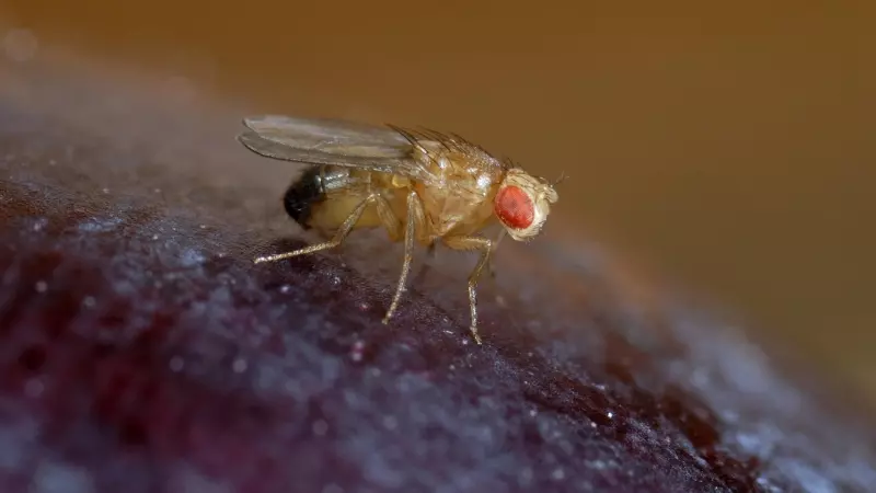 Una mosca de la fruta (Drosophila melanogaster)