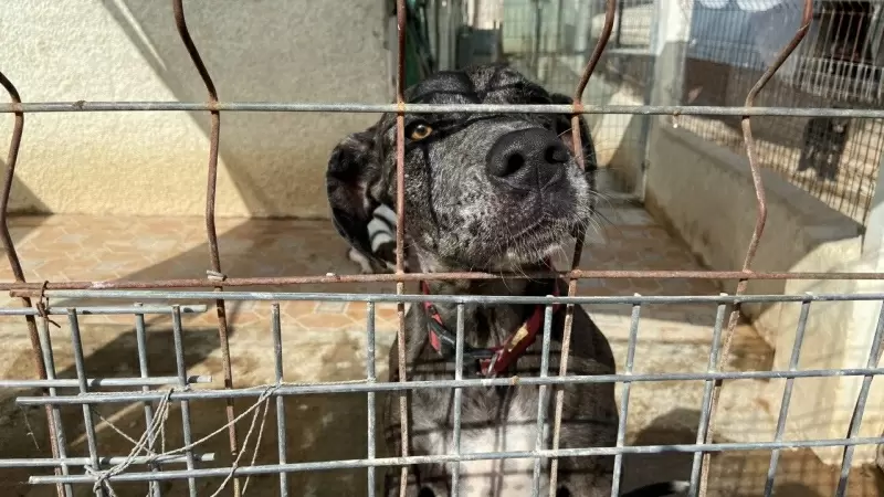 11/08/2023 - Un perro llamado Dinarama observa desde su jaula, en la protectora Refugiados, Cartagena (Región de Murcia).