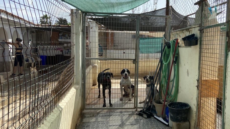 11/08/2023 - Tres perros en una jaula de la protectora Refugiados, a 11 de agosto de 2023, en Cartagena.