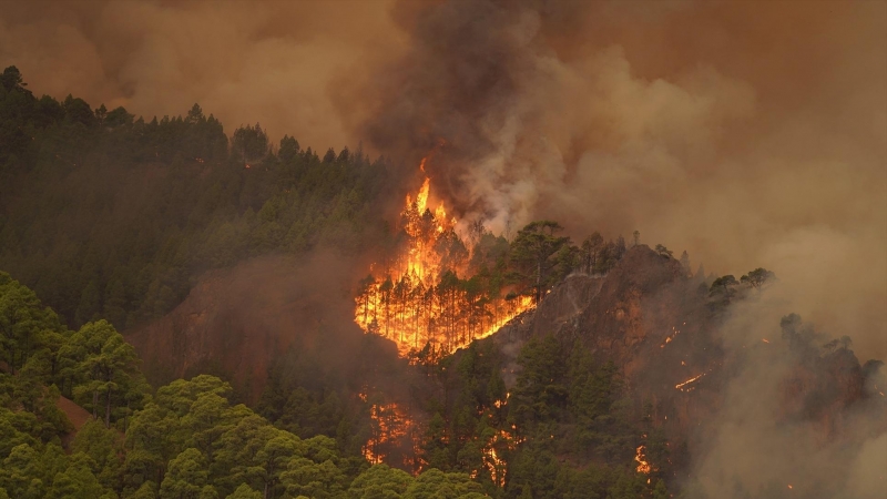 Llamas, en el monte, de un incendio forestal, a 16 de agosto de 2023, en Tenerife, Santa Cruz de Tenerife, Canarias (España).