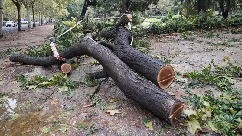 Un árbol derribado por el viento en València.