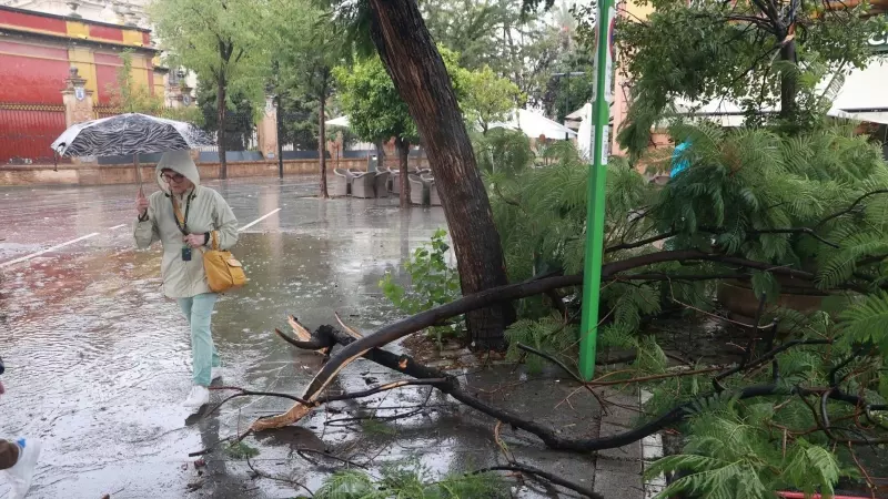 Arboles caídos en Sevilla a causa de la tormenta.