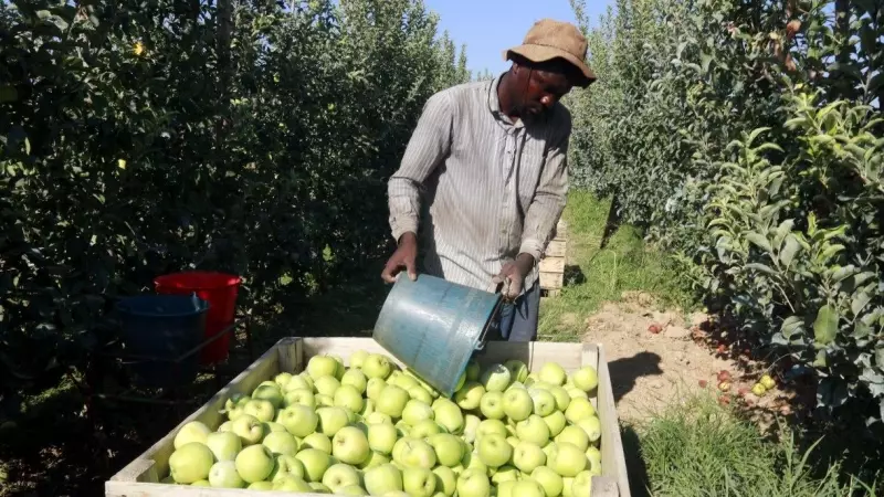 25/08/2023 - Un treballador recollint fruita al Segrià.