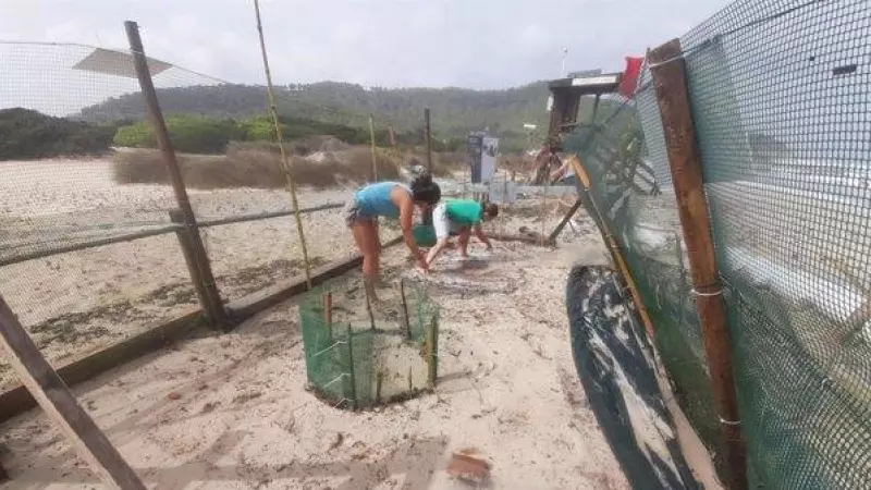 Voluntarios y personal de la Conselleria de Agricultura, Pesca y Medio Natural trabajan para proteger los nidos de tortuga marina de Es Cavallet.