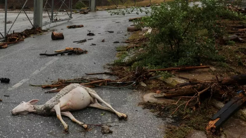 Animales muertos tras las inundaciones de la borrasca Daniel, a 5 de septiembre de 2023.