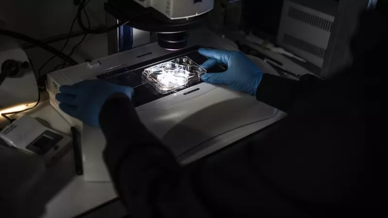 Un profesor usa un microscopio mientras trabaja con muestras de embriones. Imagen de archivo.