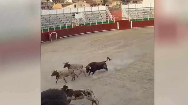 Captura del momento en el que el toro ataca a las vaquillas en la plaza de toros de Barbastro, a 7 de septiembre de 2023.