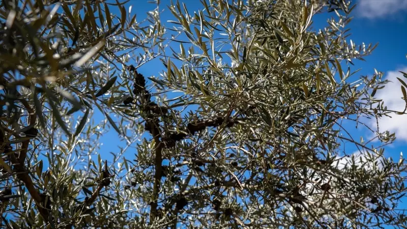 Imagen de archivo de un olivo en Campo Real (Madrid), a 2 de abril de 2020.