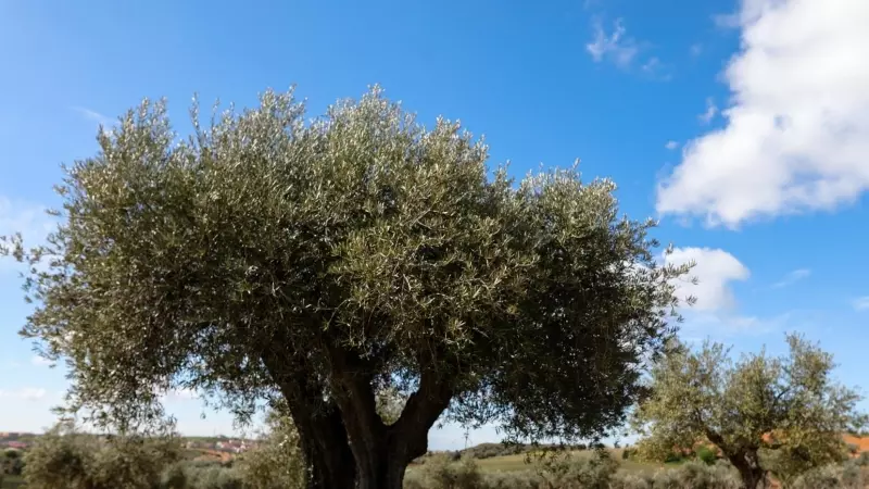 Foto de archivo de campos de olivos en Campo Real, Madrid, a 2 de febrero de 2020.