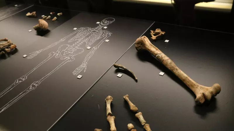 Diverses restes neandertals identificades a la Cova Simanya de Sant Llorenç Savall al Museu d’Arqueologia de Catalunya