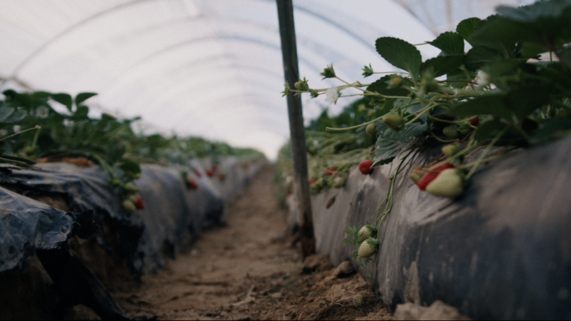 El interior de un invernadero donde se cultivan fresas, en una imagen del documental 'Lo invisible, esclavitud moderna en Europa'