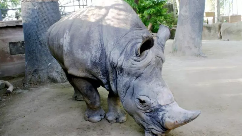 17/10/2023 - El rinoceronte Pedro en el Zoo de Barcelona.