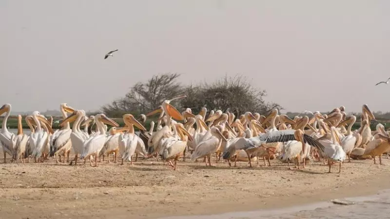 28/11/23 Estuario del río Senegal, una zona de reproducción de pájaros conocida por las grandes concentraciones de pelicanos y águilas pescadoras.