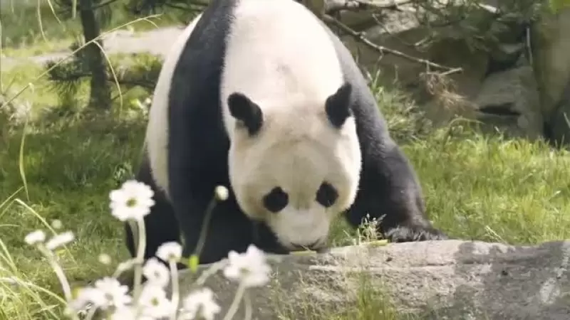 Vuelven a China dos pandas del zoo de Edimburgo