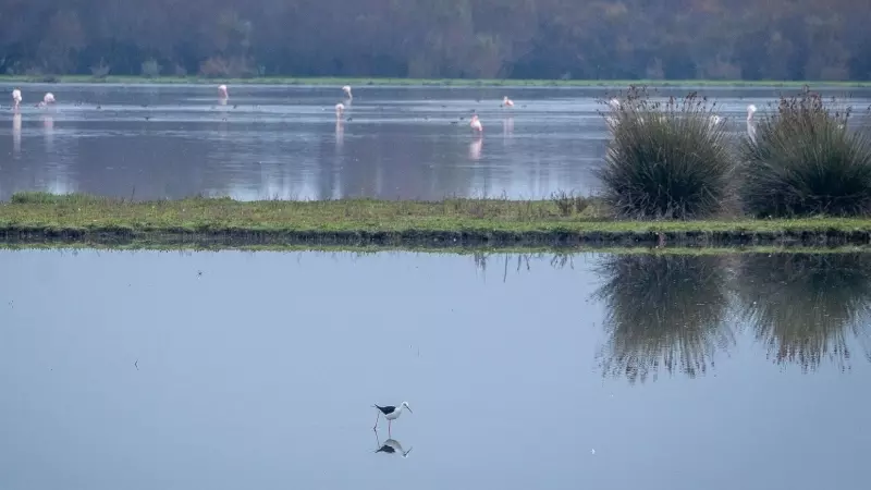 Doñana, a finales de noviembre pasado.