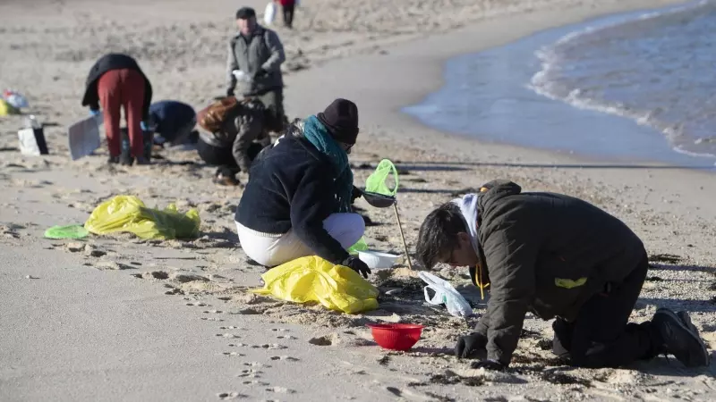 7/1/24  Voluntarios recogen microplásticos el pasado domingo en la playa de A Lanzada, en O Grove (Pontevedra).