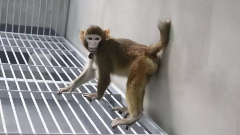 Fotografía del mono 'rhesus' clonado con células somáticas tomada a los 17 meses de nacer.