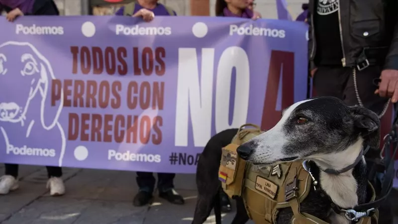Un perro durante la manifestación No a La Caza 2024, en la Plaza de Callao, a 4 de febrero de 2024, en Madrid
