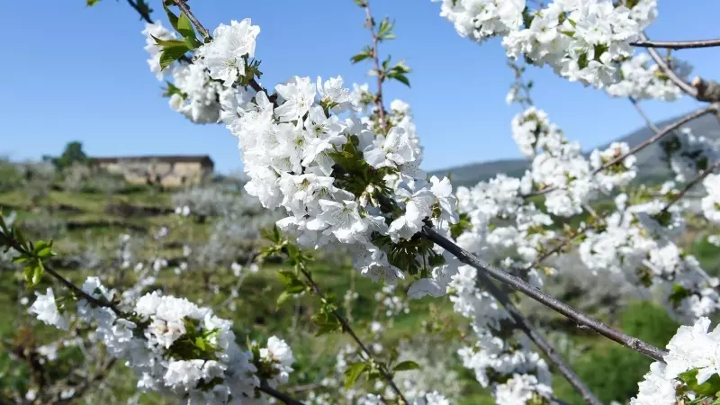Many Cherry Trees Bloom, In The Jerte Valley, On April 4, 2023 In Cáceres.