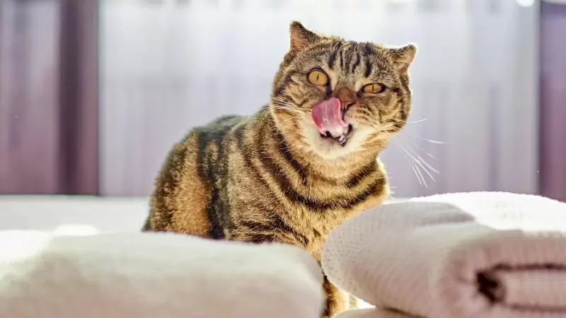 ¿Por qué los gatos tienen la lengua áspera?