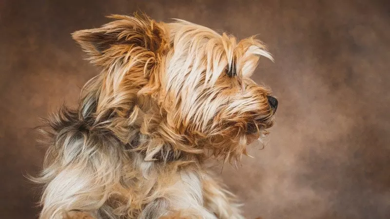 Yorkshire Terrier: cuidados y características de esta raza - Yo Animal
