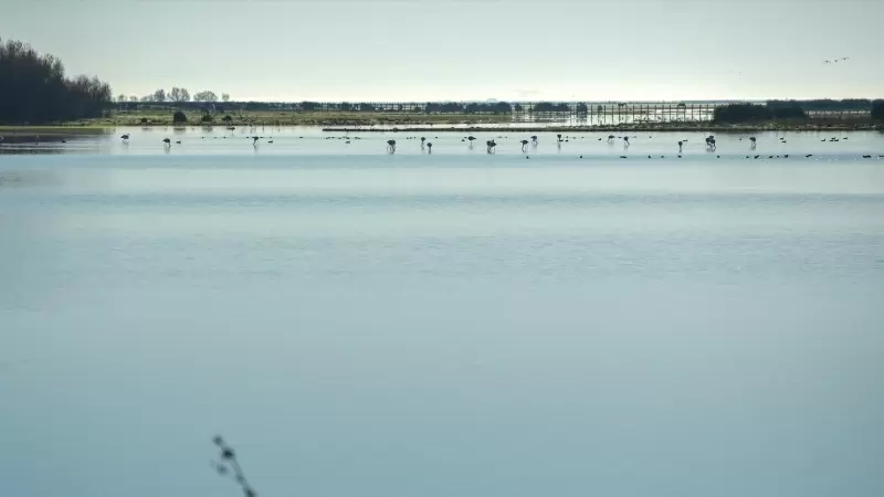 Imágenes del Parque Natural de Doñana, a 24 de enero de 2024, en Huelva, Andalucía (España).