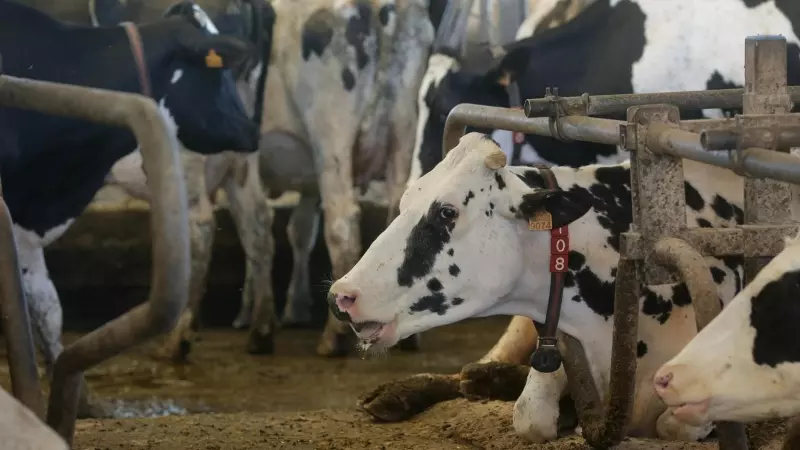 Vacas de una ganadería de lácteo en Galicia, a 7 de agosto de 2023.