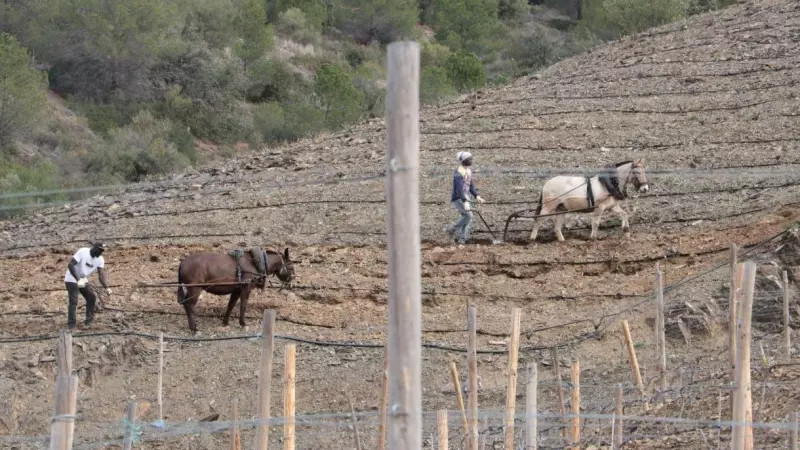 17/03/2024 - Dos treballadors llauren amb mules en una finca de Porrera, al Priorat.