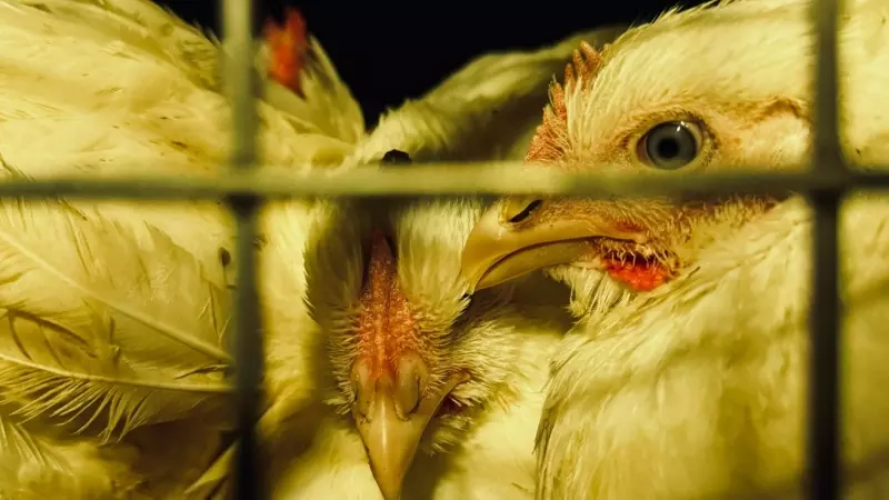 Pollos hacinados en un camión, de camino al matadero de Sueca (Valéncia), a 20 de marzo de 2024.
