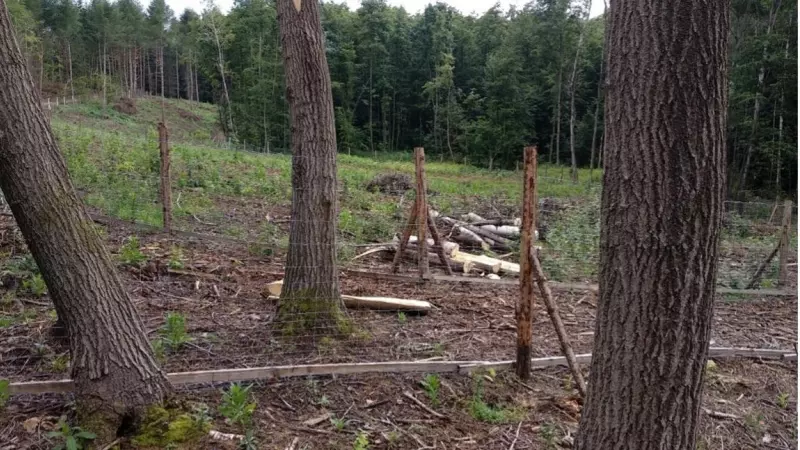 Varios álamos temblón en uno de los bosques del estudio.