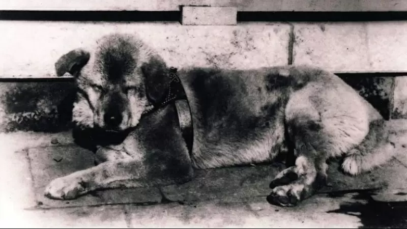 El perro Hachiko, en 1934, un año antes de su muerte.