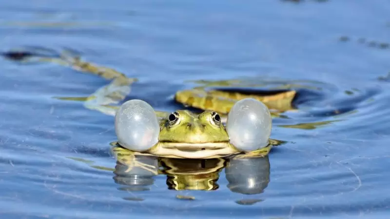 Cómo se reproducen los anfibios