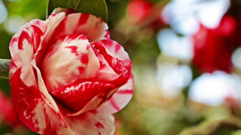 Camelias: los mejores trucos para tenerlas perfectas